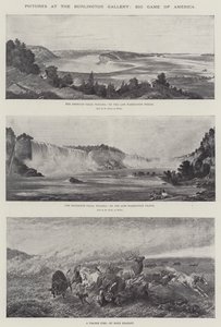 Schilderijen in de Burlington Gallery, Groot Wild van Amerika
